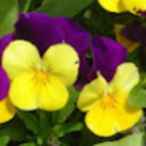 Meet your Posher, Jane